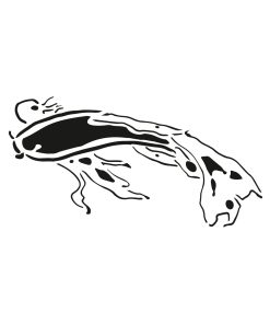 Karp Koi 1